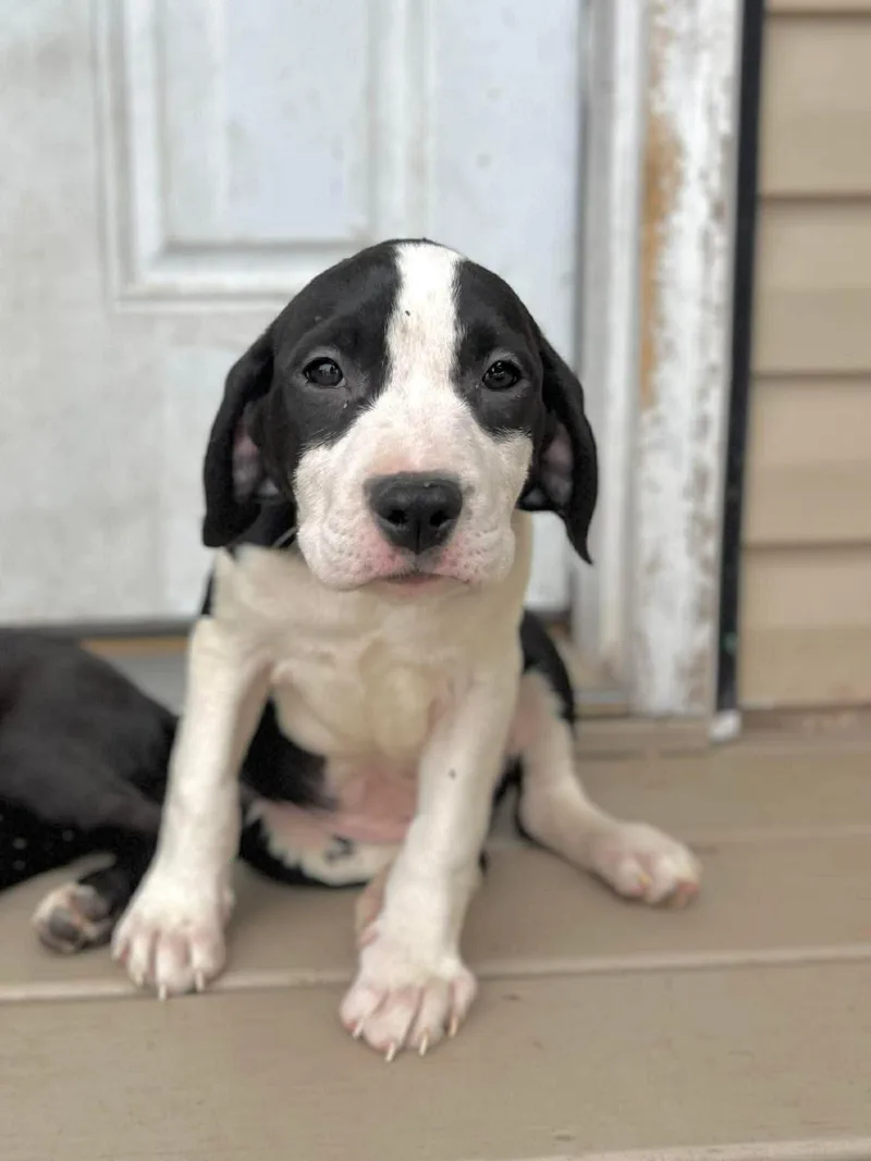 A baby medium-sized male White / Cream American Staffordshire Terrier dog named Sarge for adoption in Ayden, NC