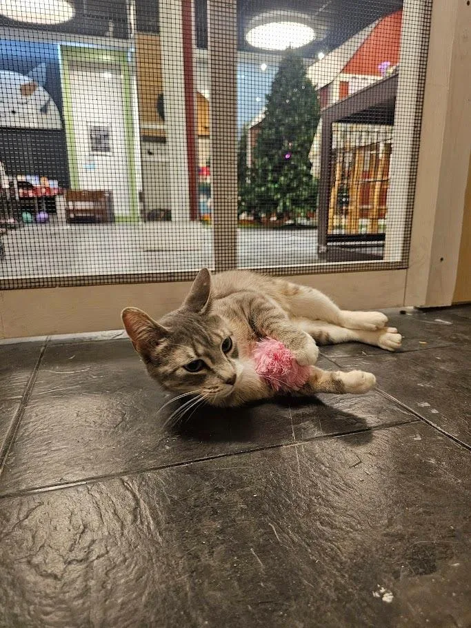 A young medium-sized female Domestic Short Hair cat named Darcy for adoption in St. Cloud, MN