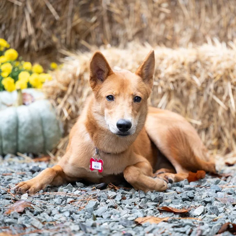 An adult medium-sized female Retriever dog named Heidi for adoption in Wake Forest, NC