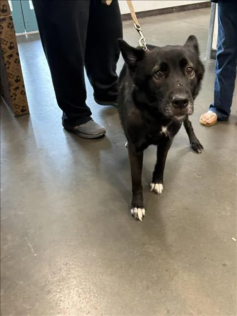 A young small-sized female Husky dog named Athena for adoption in Chatsworth, CA