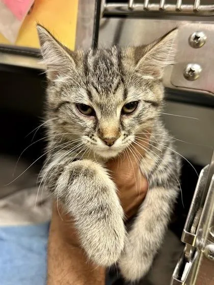 A baby medium-sized male Buff / Tan / Fawn Domestic Short Hair cat named Luke for adoption in Wichita, KS