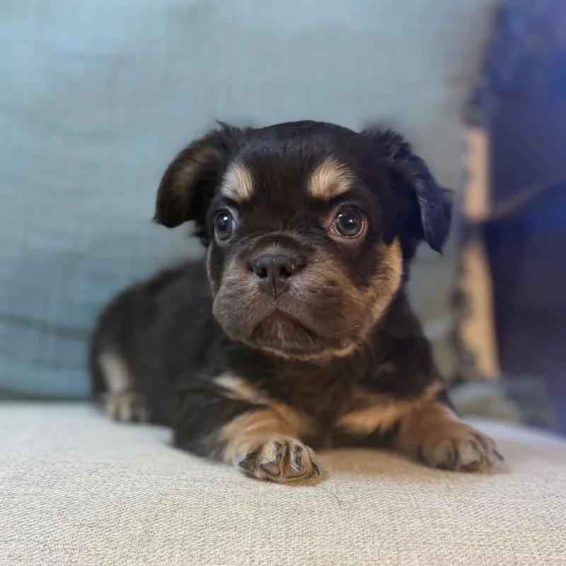 Gnocchi