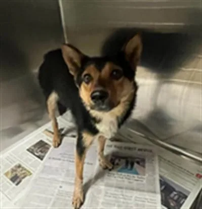 An adult medium-sized female Australian Cattle Dog / Blue Heeler dog named Thalia for adoption in Van Nuys, CA