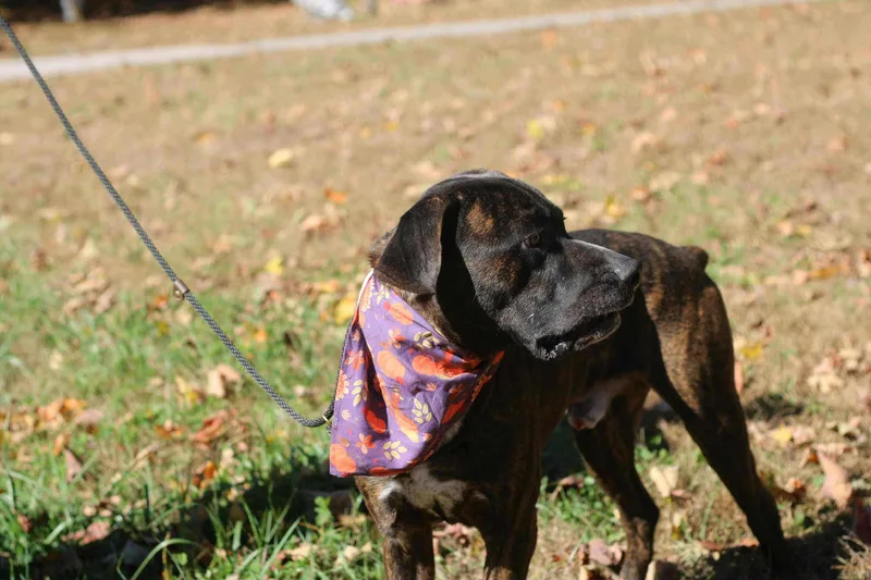 Choco Chunk thumbnail 2