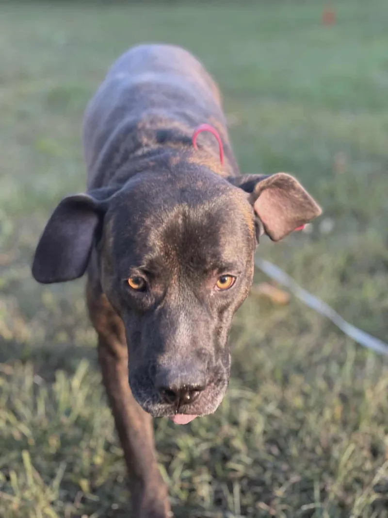 Choco Chunk thumbnail 4