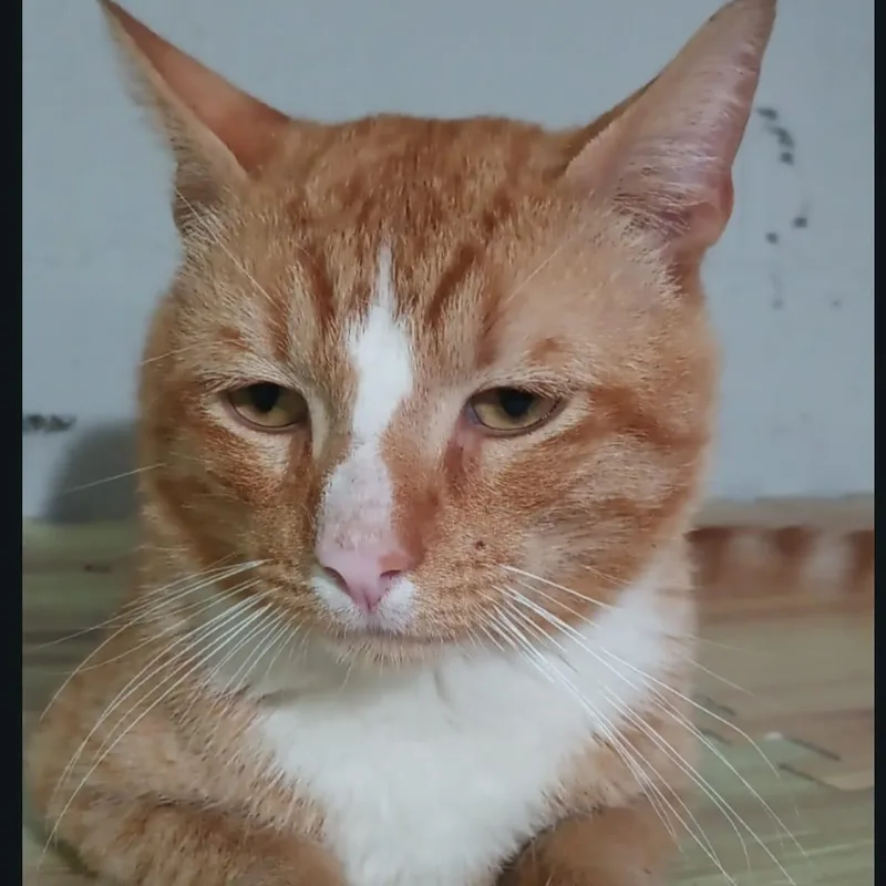 An adult medium-sized male American Shorthair cat named Prince for adoption in Union City, NJ