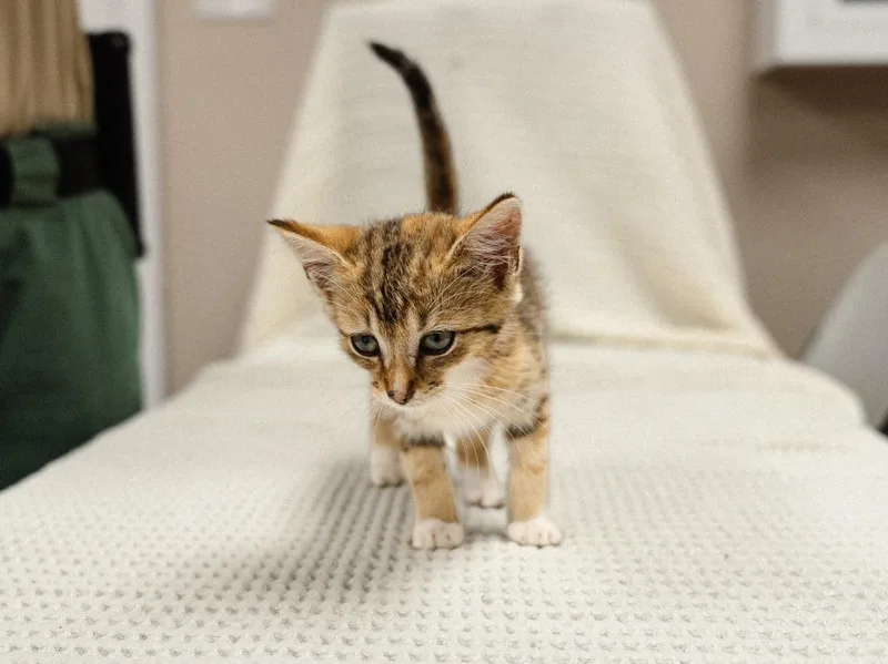 A baby medium-sized female Domestic Short Hair cat named Palladium for adoption in Mocksville, NC