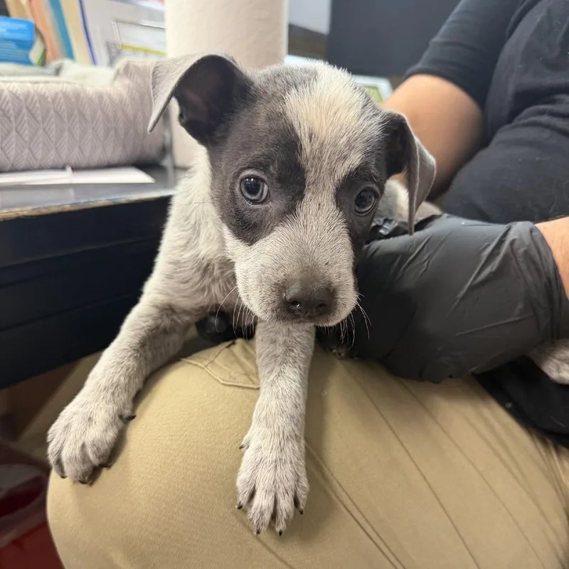 A baby small-sized male Gray / Blue / Silver Australian Cattle Dog / Blue Heeler dog named Gus for adoption in Lufkin, TX