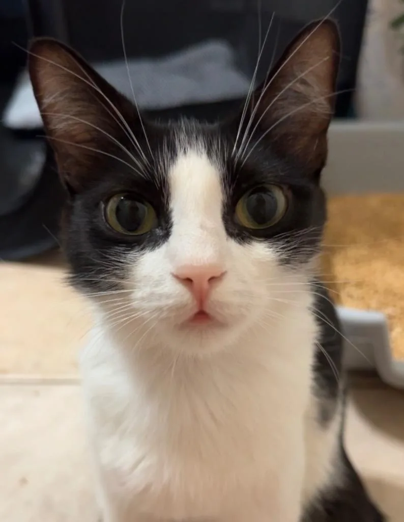 A young medium-sized female Domestic Short Hair cat named Lady for adoption in Peoria, AZ