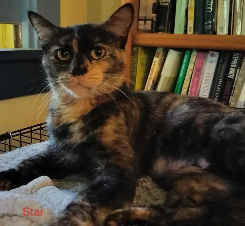 An adult medium-sized female Domestic Short Hair cat named Star for adoption in Boone, CO
