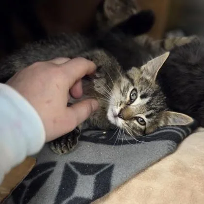 A baby small-sized male Domestic Short Hair cat named Stu for adoption in Westland, MI