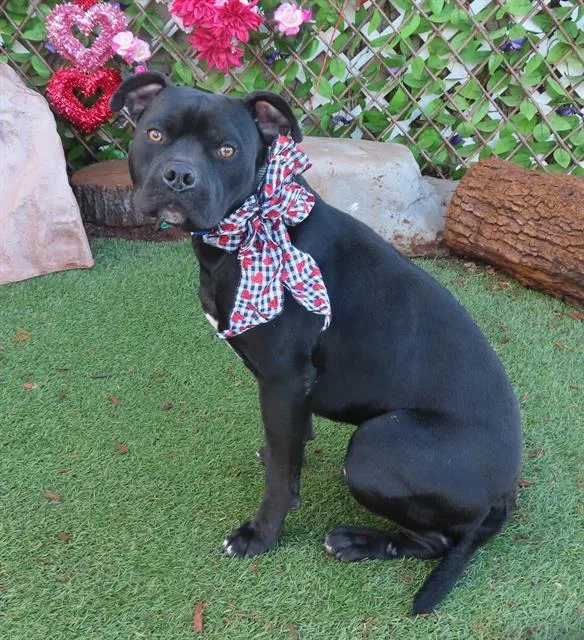 A young medium-sized male Pit Bull Terrier dog named Max for adoption in Oklahoma City, OK