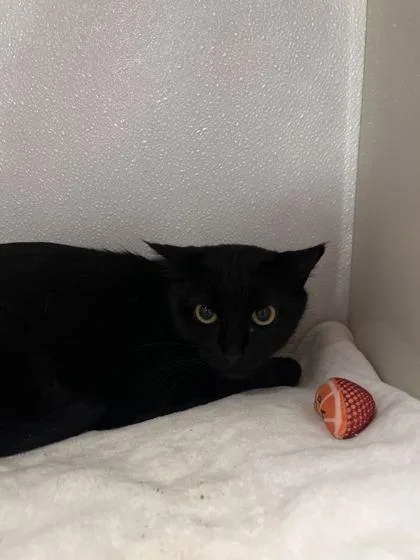A young small-sized female Black Domestic Short Hair cat named Phoenix for adoption in Fernandina Beach, FL
