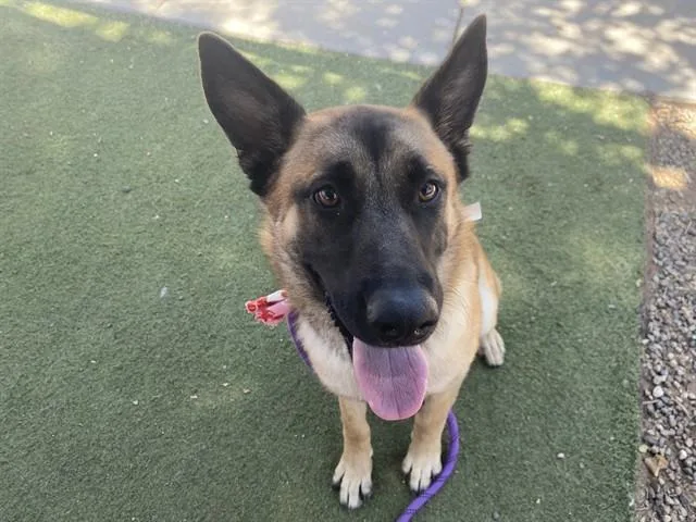 A young large-sized female Belgian Shepherd / Malinois dog named Madonna for adoption in Phoenix, AZ
