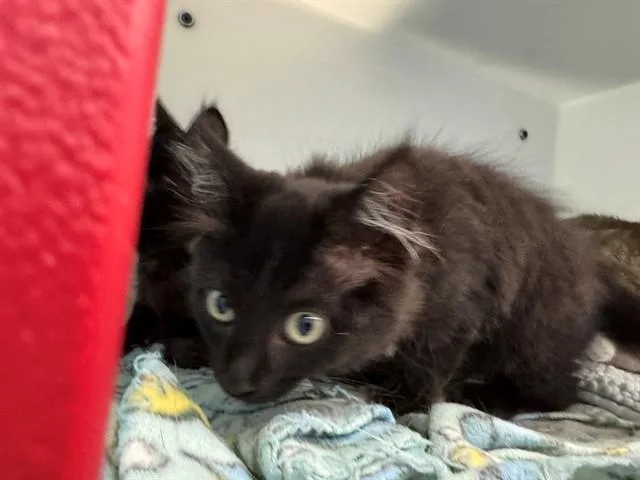 A baby small-sized male Domestic Short Hair cat named Remi for adoption in Peoria, IL