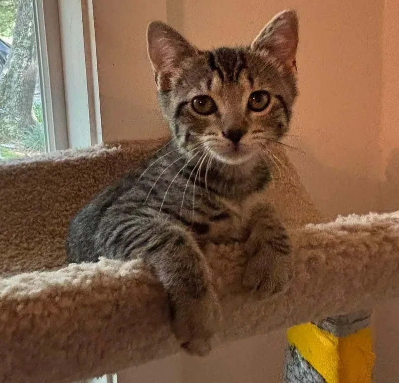 A baby small-sized female Domestic Short Hair cat named Libby for adoption in Magnolia, TX