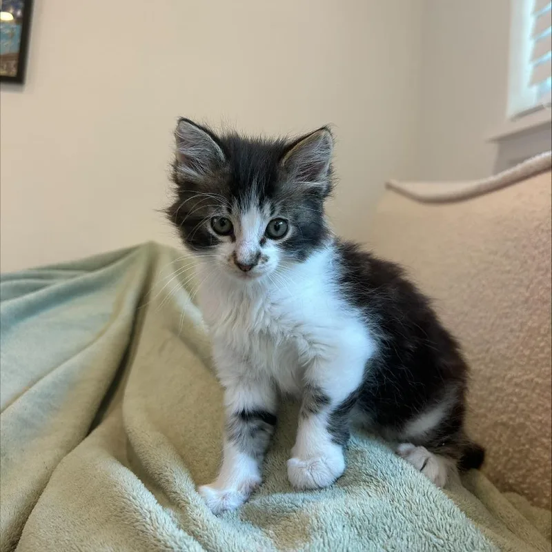 A baby small-sized female Brown / Chocolate Domestic Short Hair cat named Yoyo for adoption in Tacoma, WA