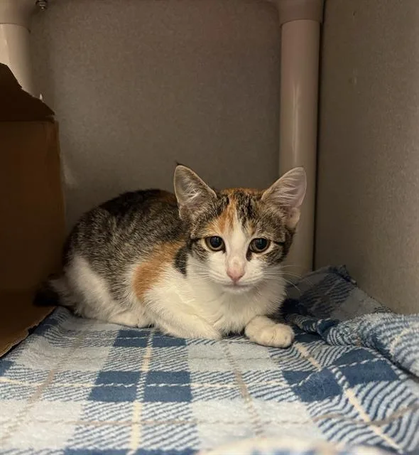 A baby medium-sized female Domestic Short Hair cat named Pennylane for adoption in Dallas, TX