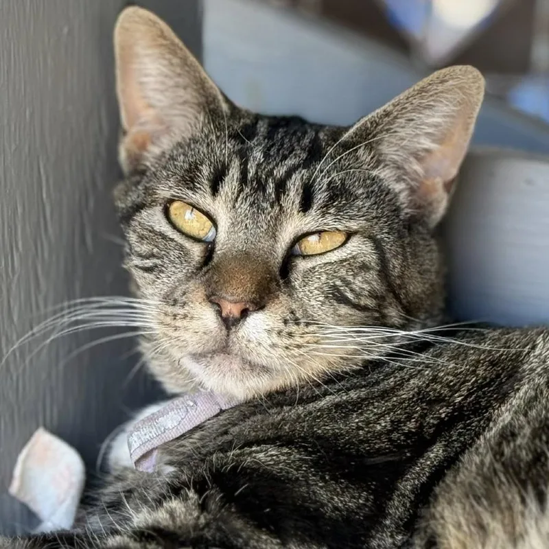 Covergirl thumbnail 3