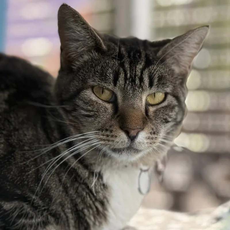 Covergirl thumbnail 4