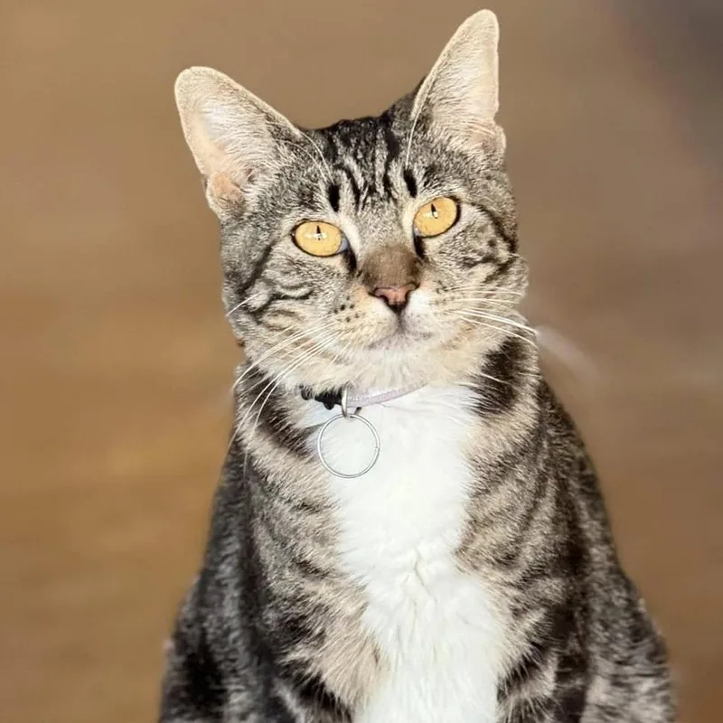 Covergirl thumbnail 5