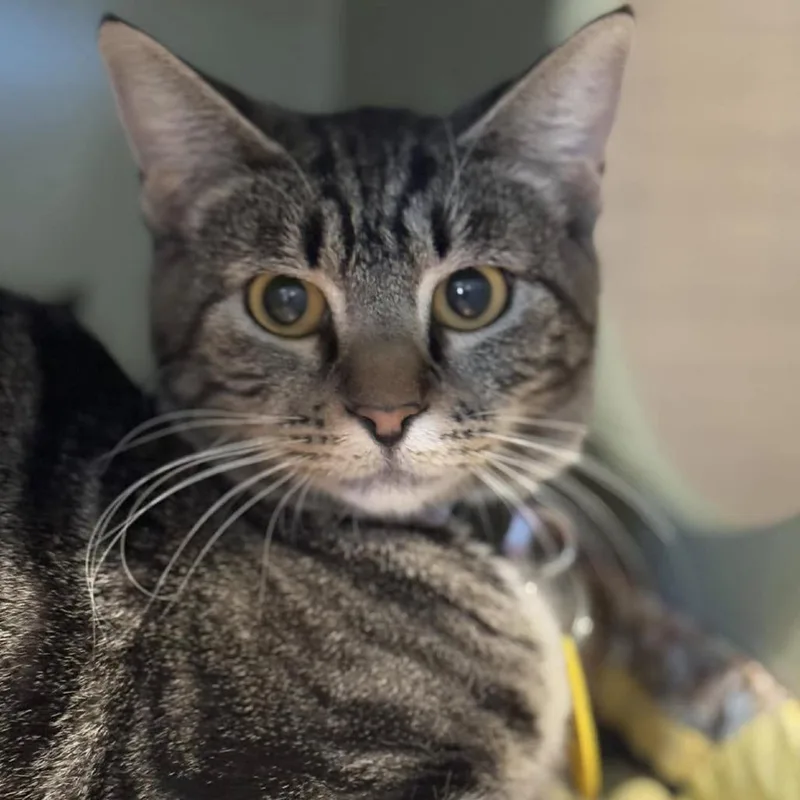 Covergirl thumbnail 6