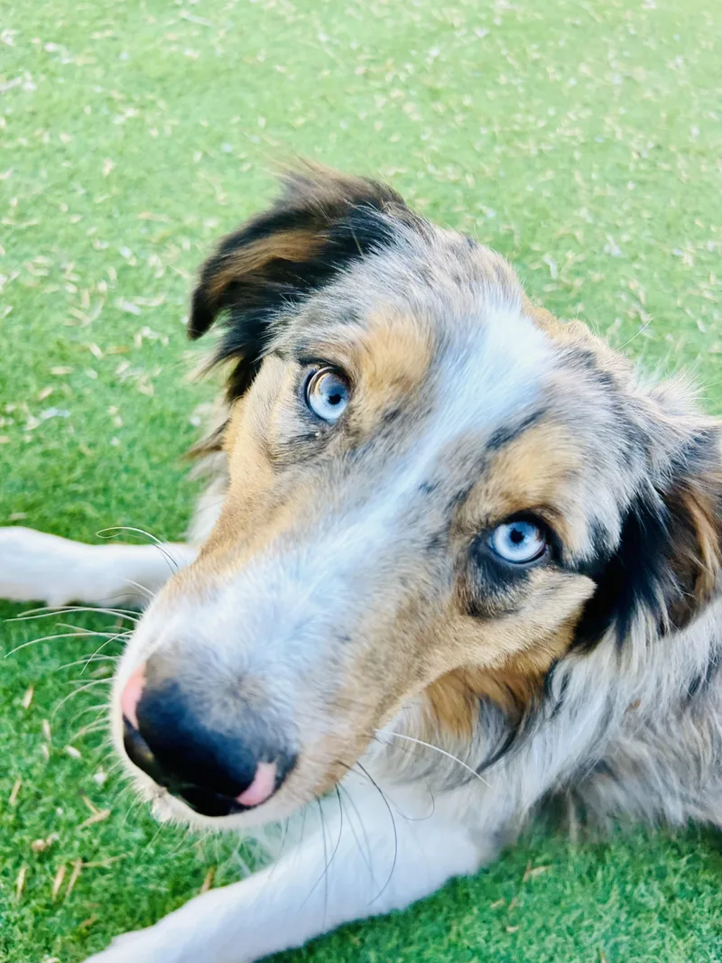 Billy The Kid thumbnail 2