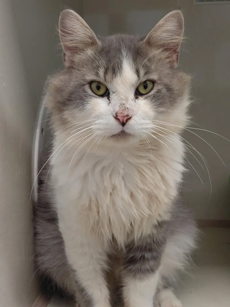 An adult large-sized male Domestic Medium Hair cat named Jacob for adoption in Montello, WI