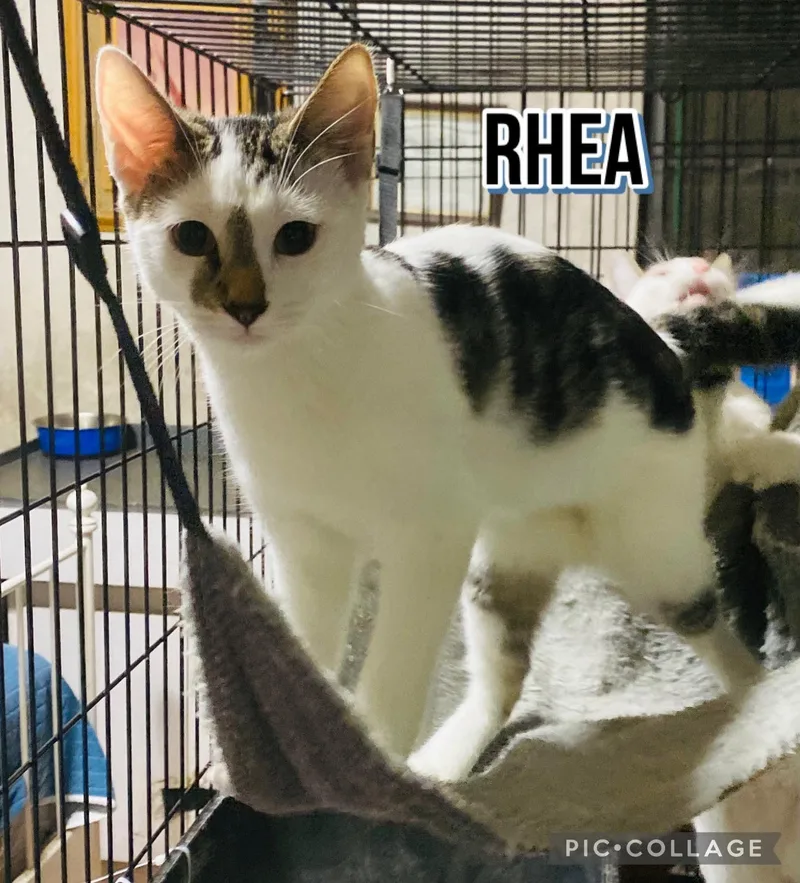 A young small-sized female Domestic Short Hair cat named Rhea for adoption in Villalba, PR