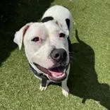 An adult large-sized male Pit Bull Terrier dog named Dexter for adoption in Hilliard, OH