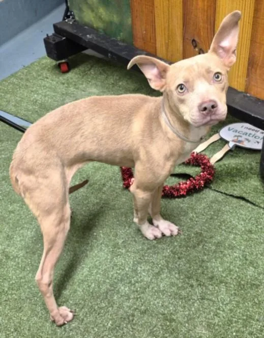 A young medium-sized female American Staffordshire Terrier dog named Lily for adoption in Houston, TX