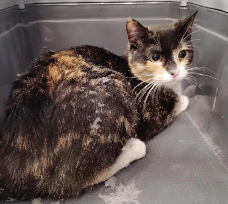 A young medium-sized female Domestic Short Hair cat named Lady Bug for adoption in Clarksville, TN