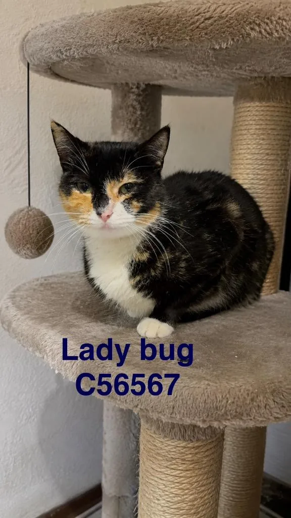 Lady Bug thumbnail 2