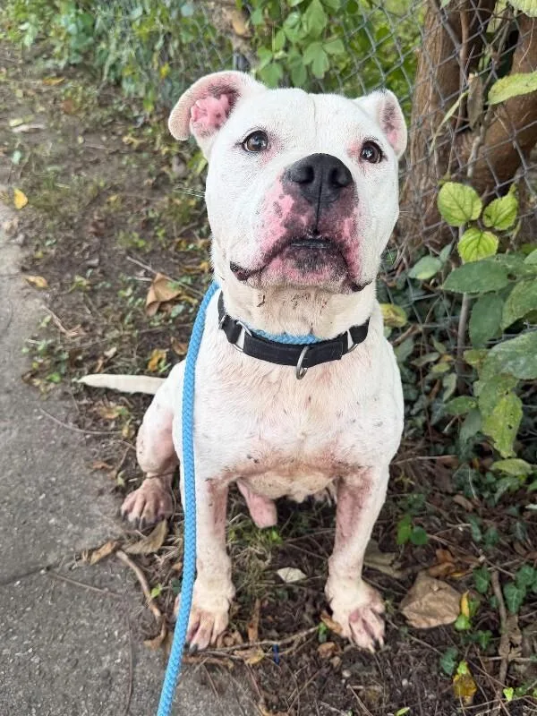 An adult large-sized male White / Cream Mixed Breed dog named The Boz for adoption in Cincinnati, OH