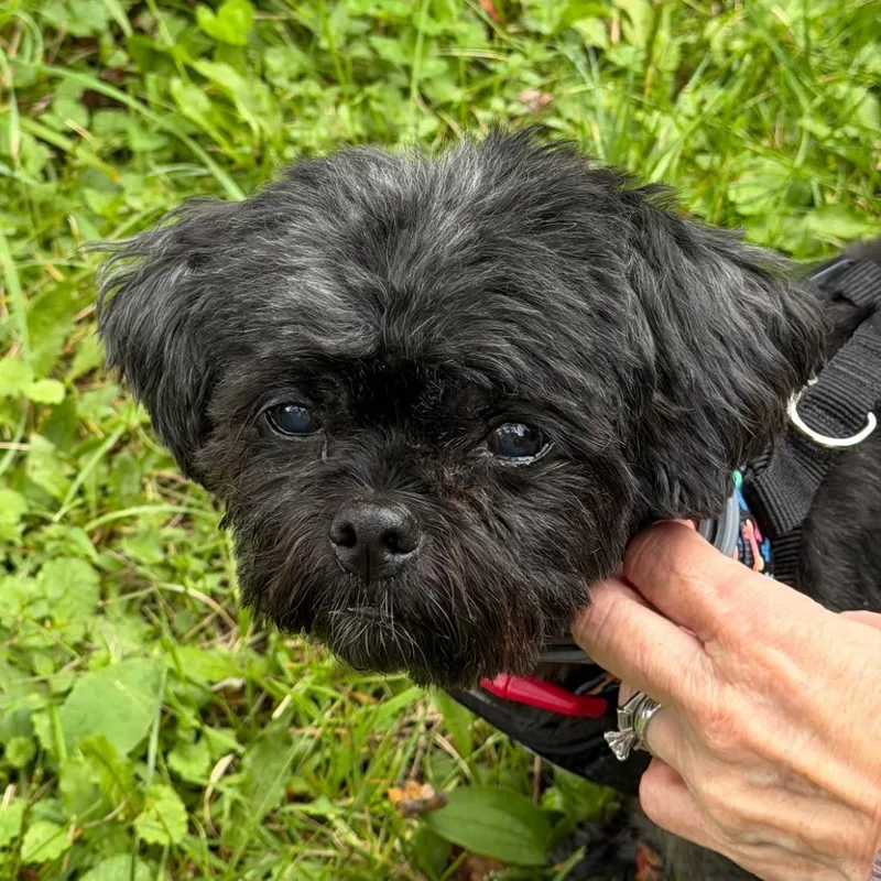 A senior small-sized female Black Shih Tzu dog named Sweet Pea for adoption in Tunkhannock, PA
