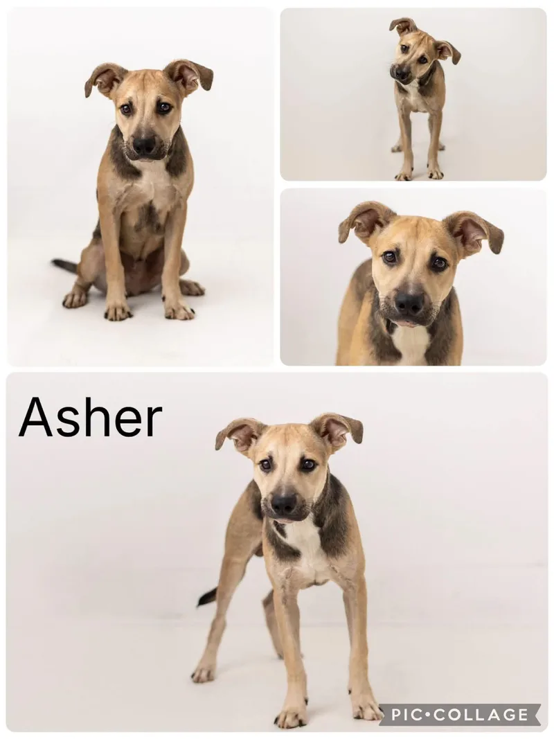 A young medium-sized male Sable Shepherd dog named Asher for adoption in Enterprise, AL