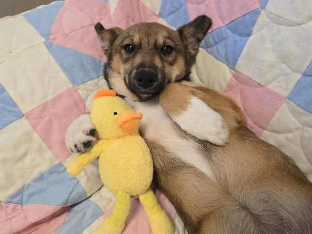 A baby small-sized female German Shepherd Dog dog named Stratus for adoption in Auburn, CA