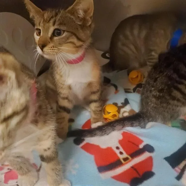 A baby small-sized female Domestic Short Hair cat named Kanye for adoption in Fort Wayne, IN