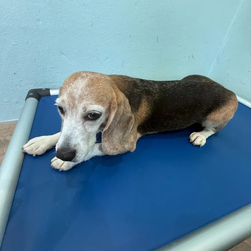 A senior small-sized female Yellow / Tan / Blond / Fawn Beagle dog named OHHG aka for adoption in LOXAHATCHEE, FL