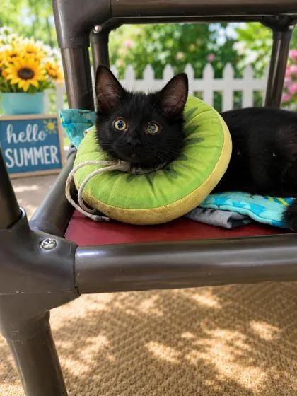 A young medium-sized male Black Domestic Long Hair cat named Webber for adoption in Belleville, MI