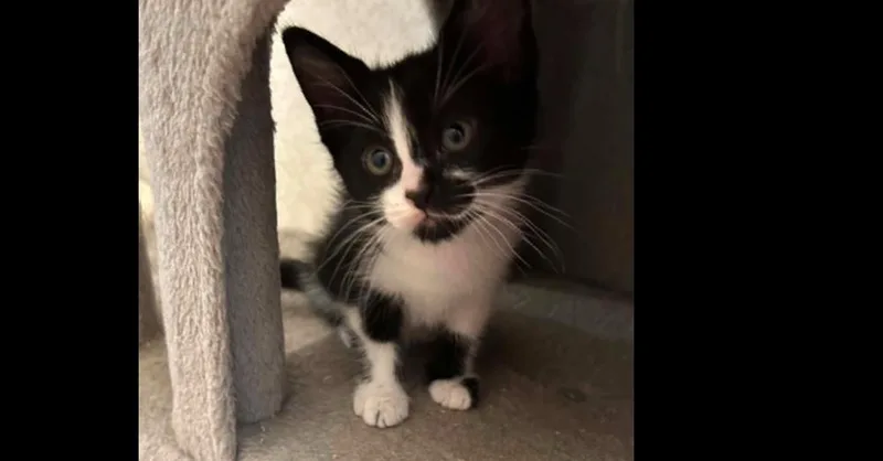 A baby small-sized female Domestic Short Hair cat named Jazz for adoption in Groveland, MA