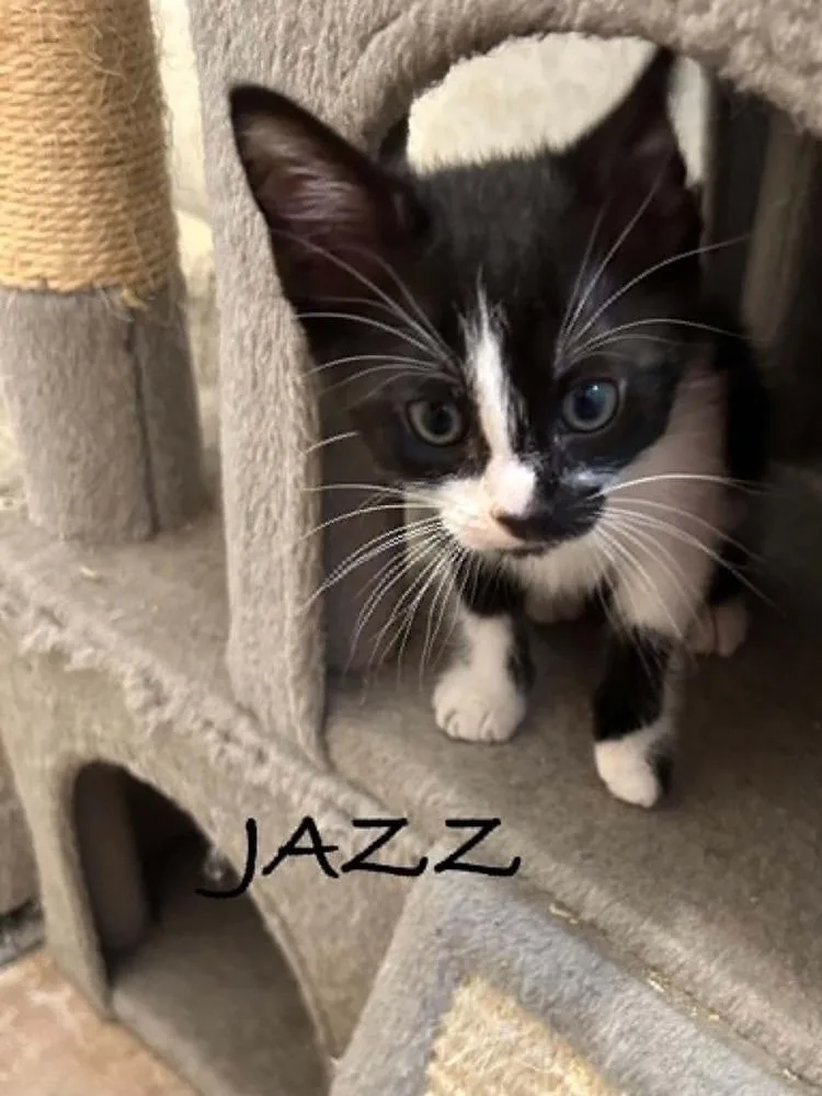Jazz thumbnail 2