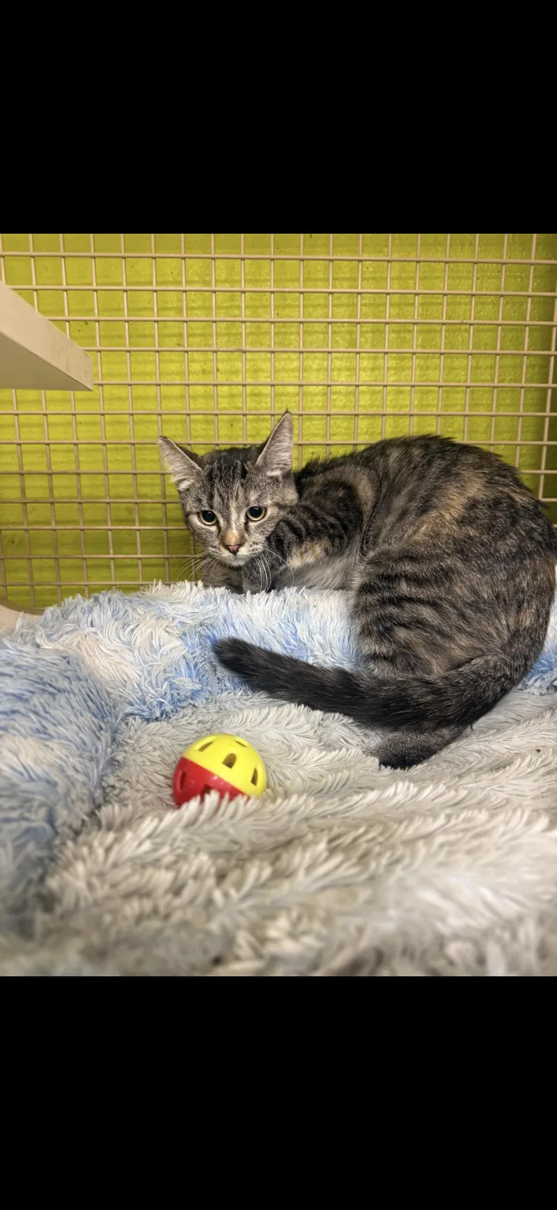 A baby medium-sized female Torbie cat named VinoBella for adoption in Las Vegas, NV