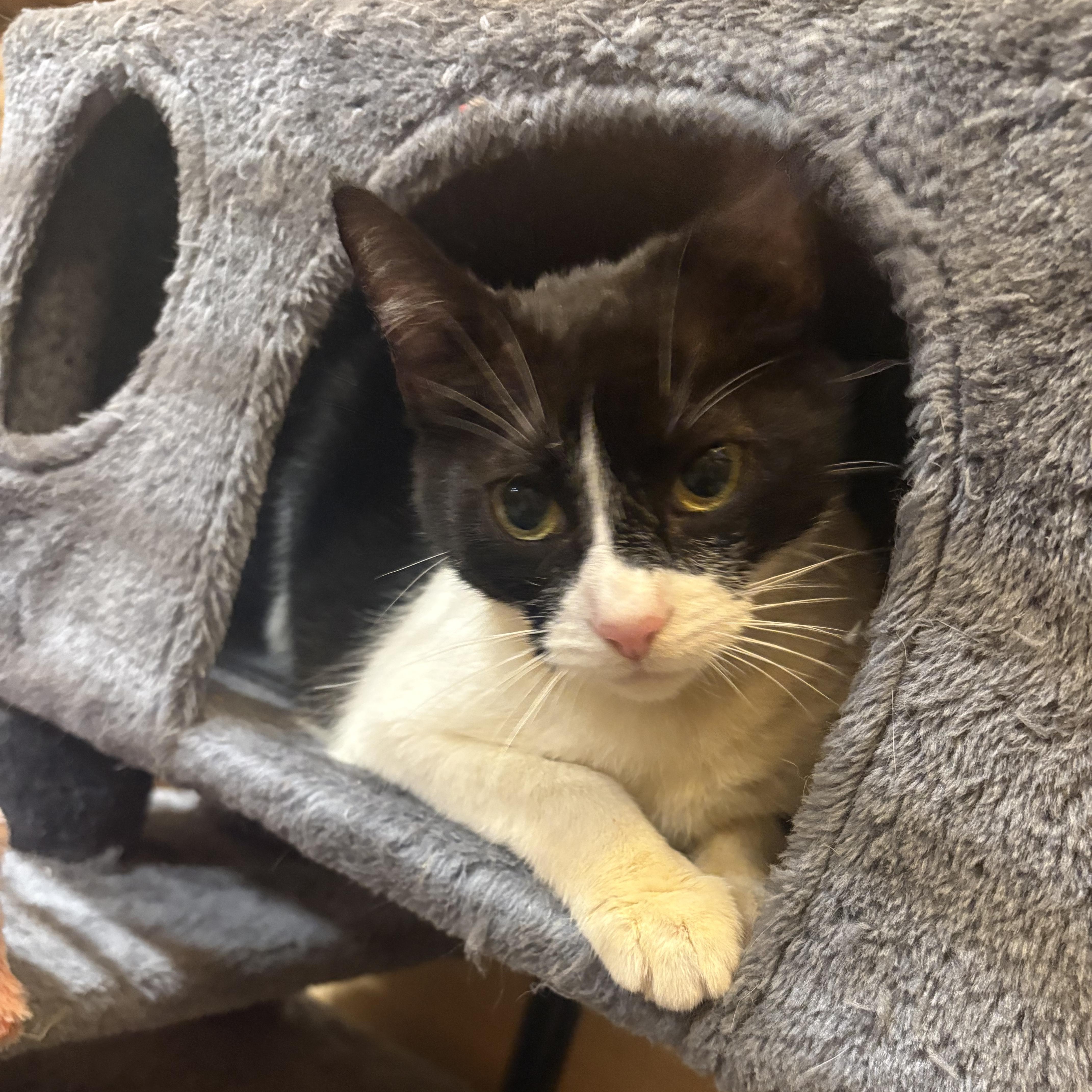 An adult medium-sized female Black & White / Tuxedo Domestic Short Hair cat named Adora for adoption in Manhattan Beach, CA