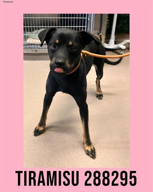 A young large-sized female Mixed Breed dog named Tiramisu for adoption in Macon, GA