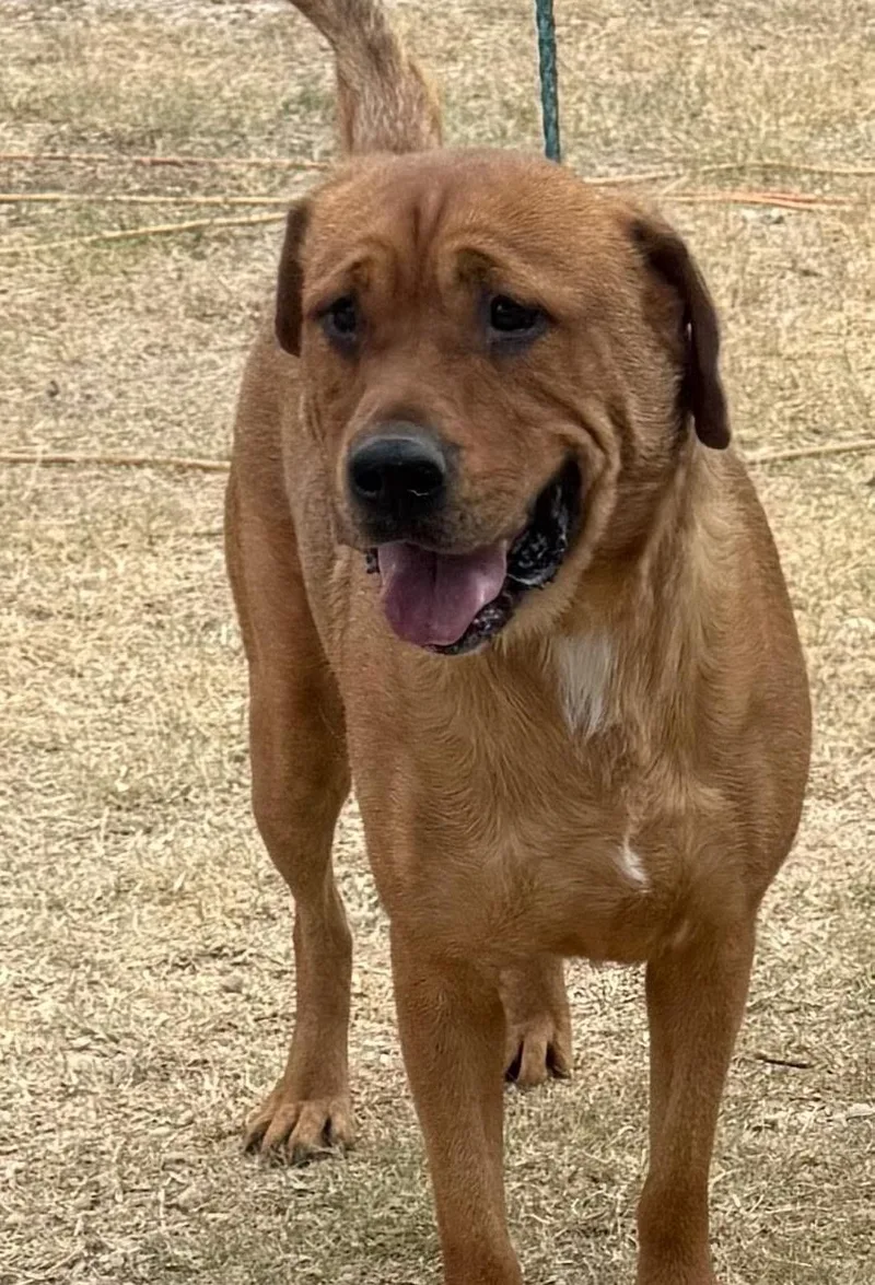 Yogi Bear thumbnail 2