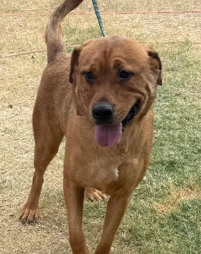 Yogi Bear thumbnail 3