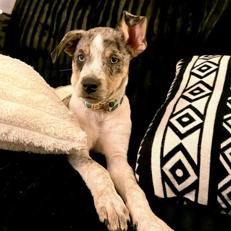 A young medium-sized male White / Cream Catahoula Leopard Dog named Bluey for adoption in Houston, TX