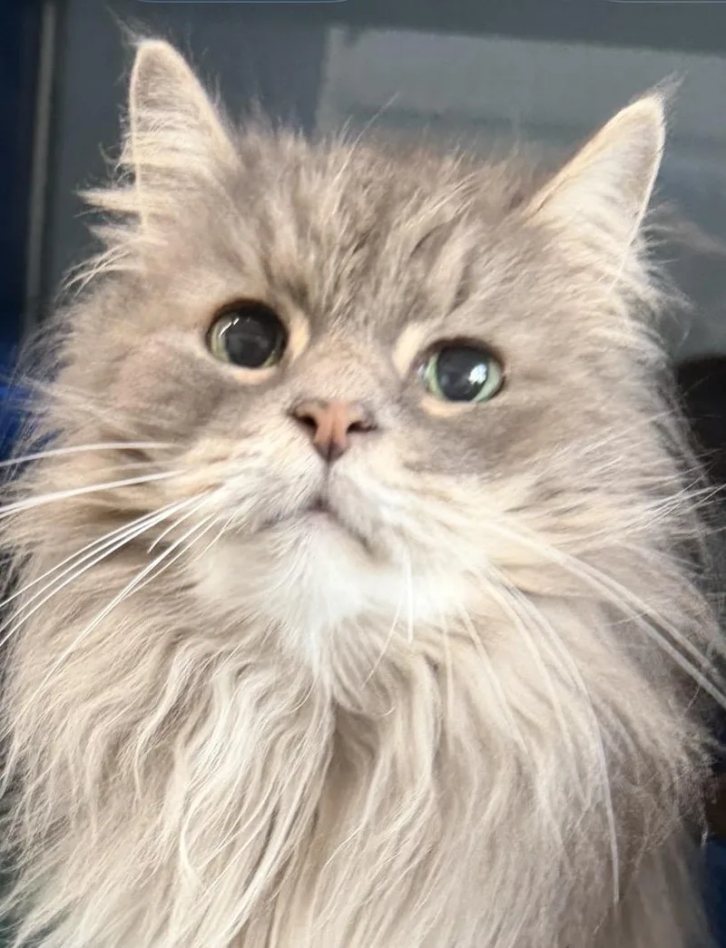 A senior medium-sized female Domestic Long Hair cat named Mickey for adoption in Sault Sainte Marie, MI