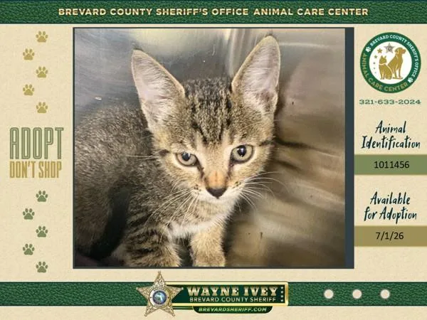 A baby small-sized male Domestic Short Hair cat named Cow for adoption in Melbourne, FL